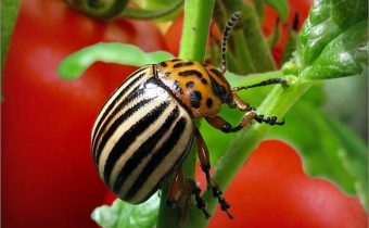 Colorado potato beetle on tomatoes