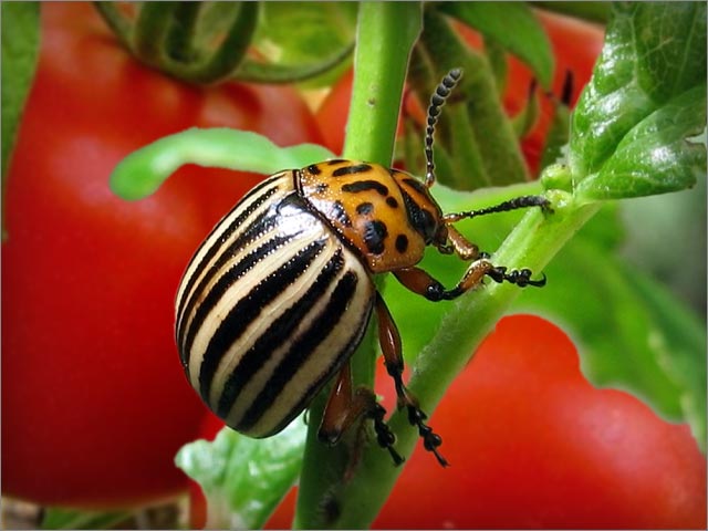 Colorado potato beetle on tomatoes
