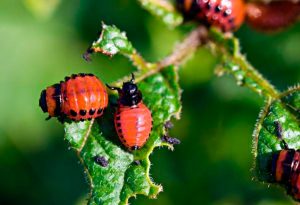 Harm from the Colorado potato beetle