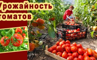 Как да се увеличи плодните домати