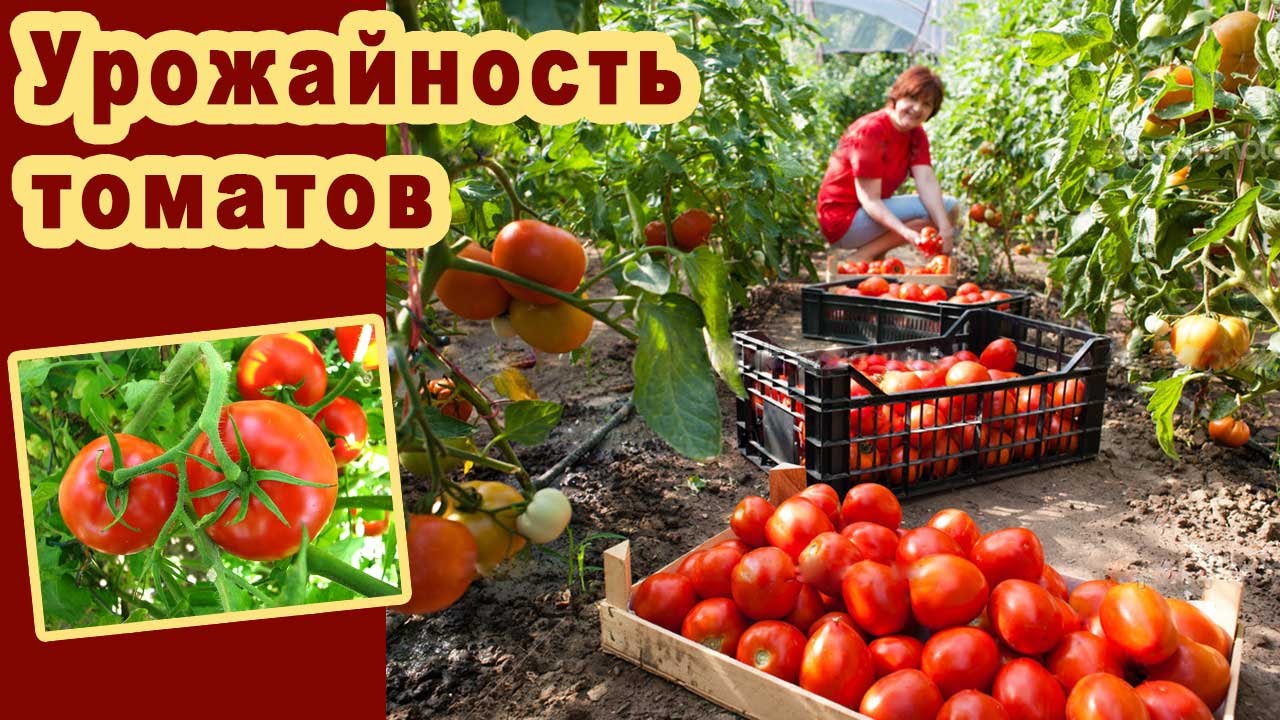 Как да се увеличи плодните домати