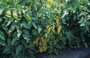 храст, засегнат от некроза