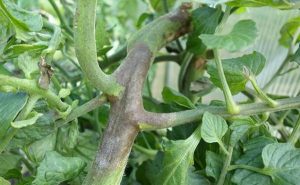 симптоми на некроза