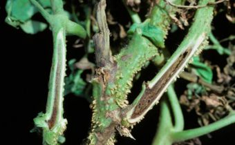 некроза на доматите