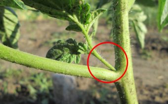 Премахване на доведен син