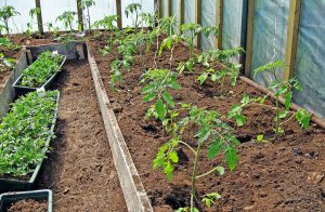 грижа за засаждане