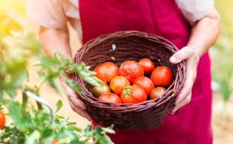 За доматите бяха големи