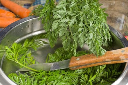 tapes de pastanaga pura