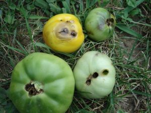 развалени домати