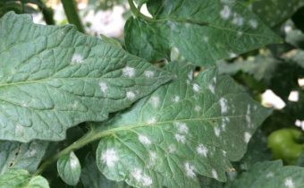 بقع فضية على أوراق الطماطم