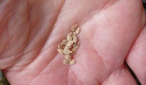 семена от домати