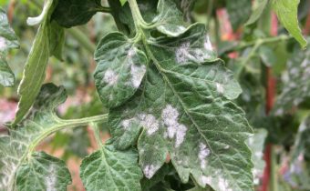 болен домат