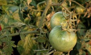 Ziekte grijze rot op tomaten