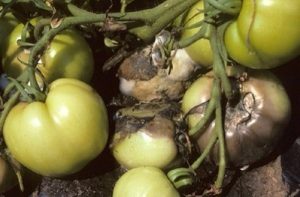 Geïnfecteerde tomaten