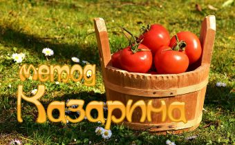 Cultivar tomàquets sense regar