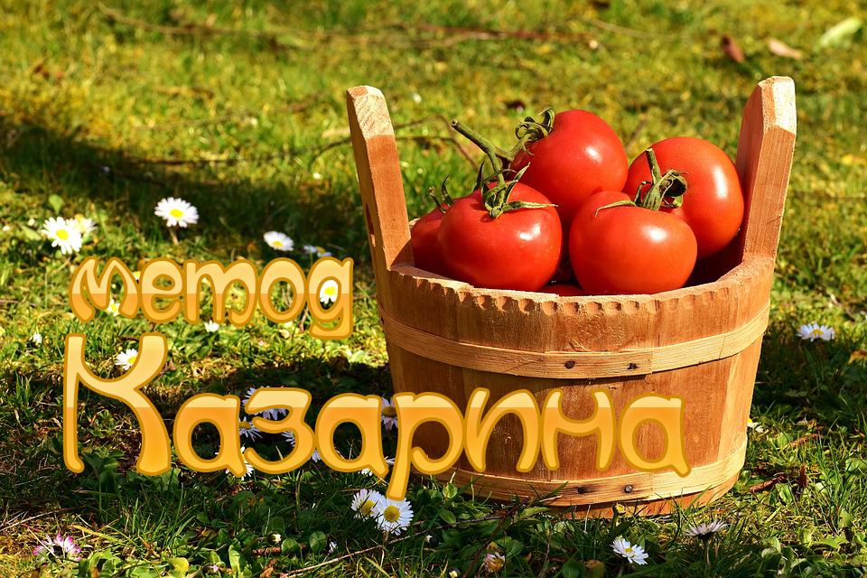 Growing tomatoes without watering