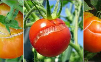 Cracking tomato fruit