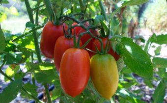 Tomàquets al jardí