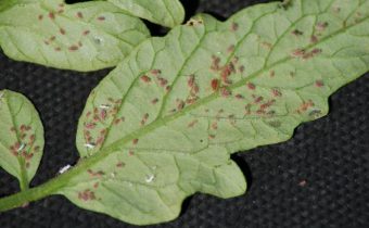 доматени вредители