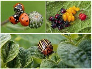 Enemies of the colorado potato beetle