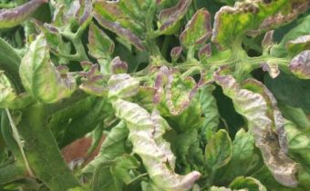 Fight from phytophthora phytophthora