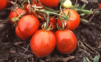 плодови домати с антракноз