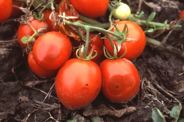 плодови домати с антракноз