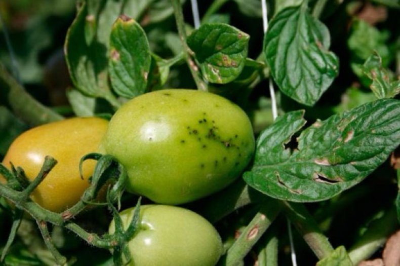 черни точки на плода