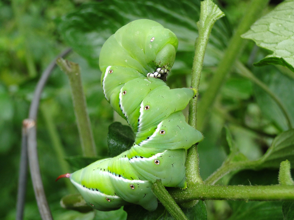 Caterpillar