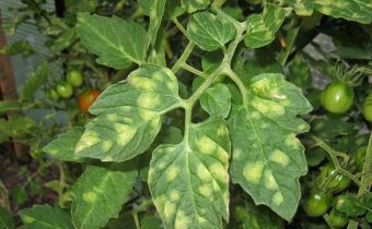 klaosporiosis of tomatoes