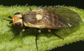 Лист миньор