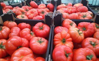 cardboard tomato flavor