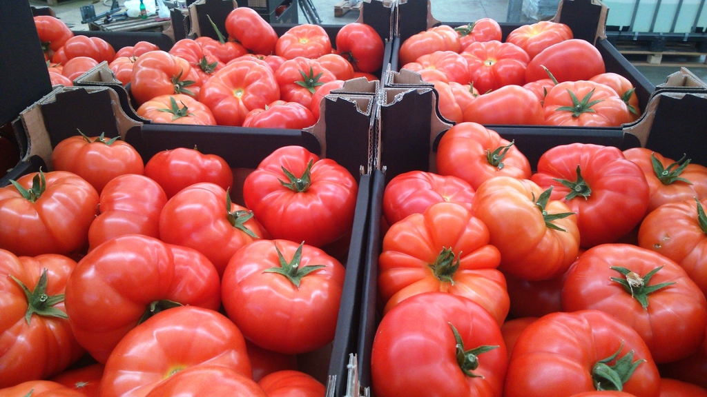 cardboard tomato flavor