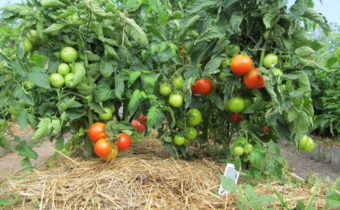 mulching tomatoes in the greenhouse