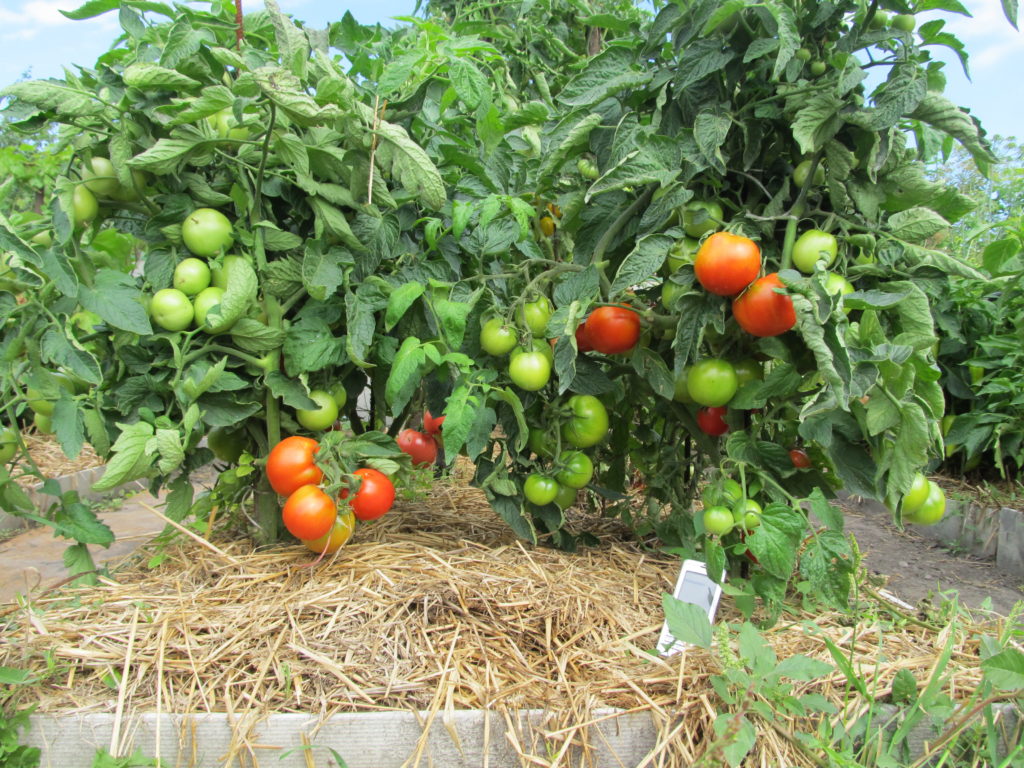 mulching tomatoes in the greenhouse