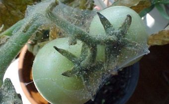 паяк на домати