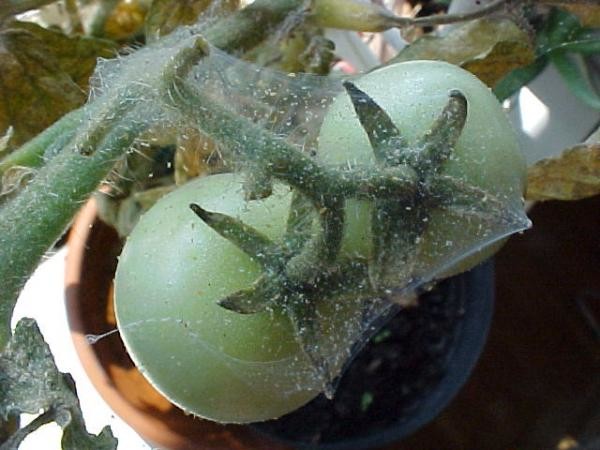 паяк на домати