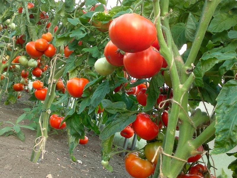 fruiting tomatoes