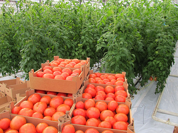 tomatoes in the greenhouse