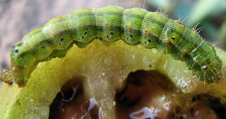 лъжичка върху домати