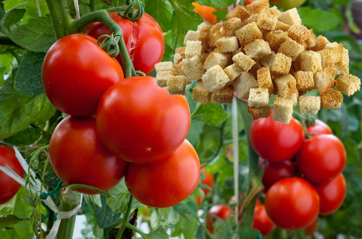 доматени бисквити