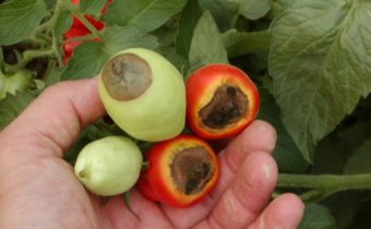 dry rot on tomatoes
