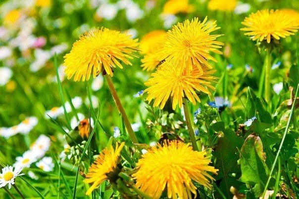 dandelions