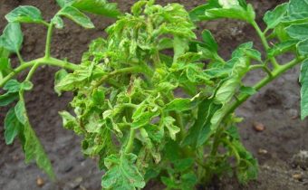 bovenste bladeren zijn klein