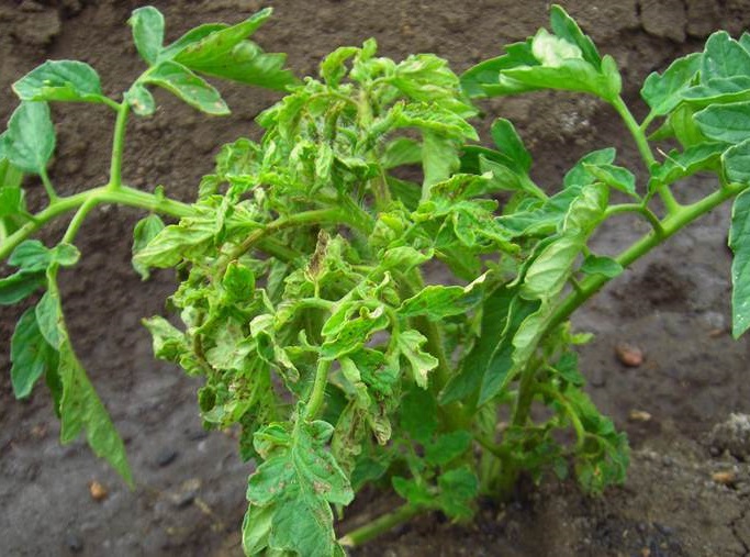 horné listy sú malé