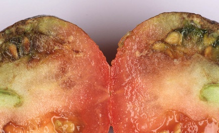 доматични болести