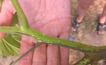 tomato sclerotsial rot