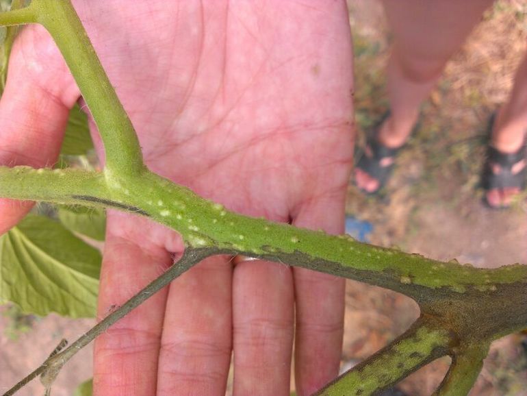 tomaat sclerotsial rot