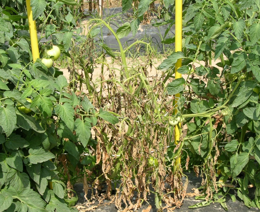 Бактериално увяхване