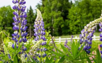 боб сидерата